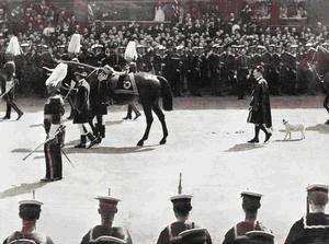 Funeral Procession of King Edward VII, 20 May 1910, with Caesar, the King's dog